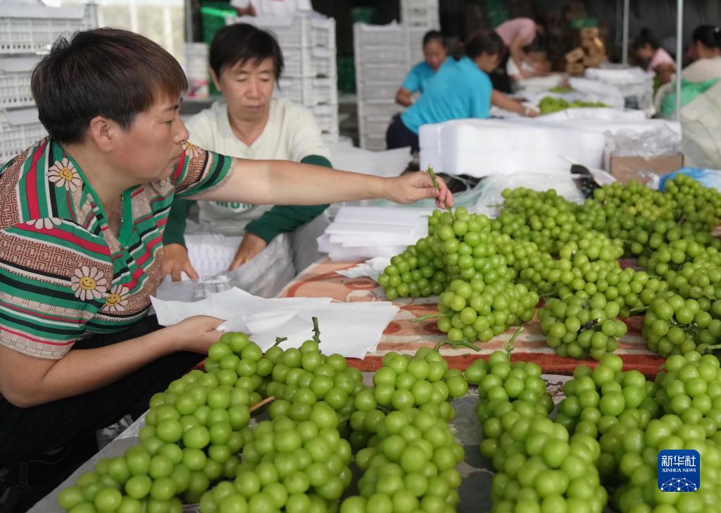 菲猫娱乐